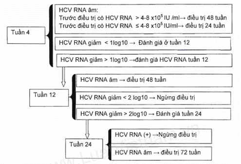 Phác Đồ Viêm Gan C Bộ Y Tế - Hướng Dẫn Mới Nhất Và Chi Tiết