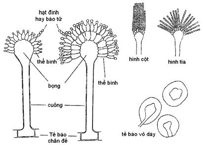 Cấu Tạo Nấm Mốc: Khám Phá Chi Tiết Về Loài Nấm Thú Vị